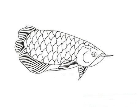 红龙鱼简笔画