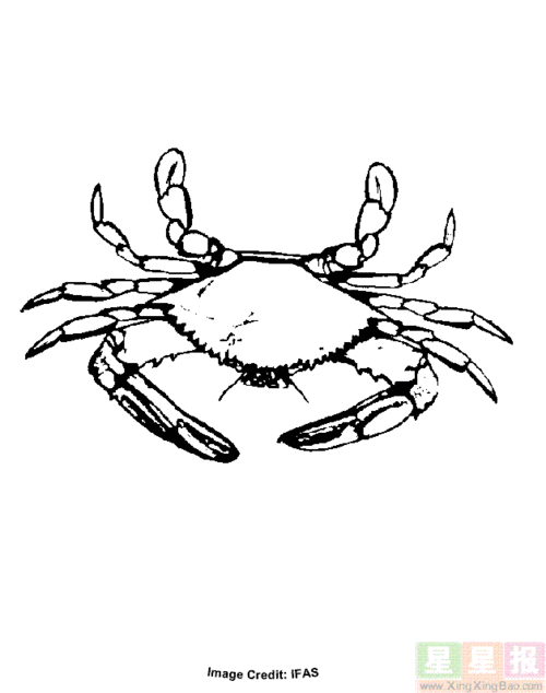 海蟹简笔画