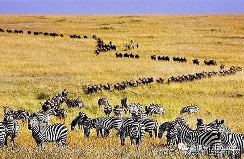 非洲大迁徙动物的简笔画