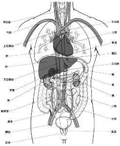 人体解剖图简笔画