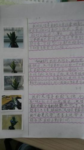 风信子植物日记手抄报世界动物日手抄报