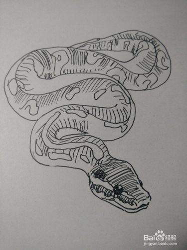 凶猛的蟒蛇简笔画