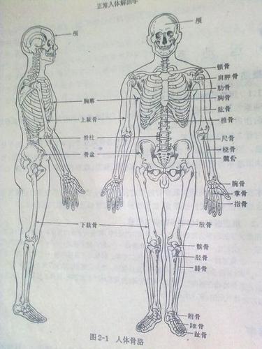 人体解剖学电脑简笔画