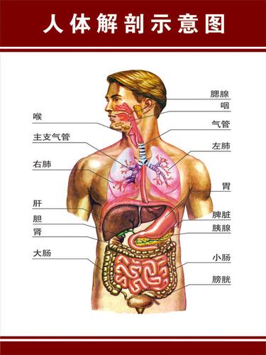 人体器官解剖图简笔画