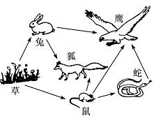生物食物链结构图简笔画