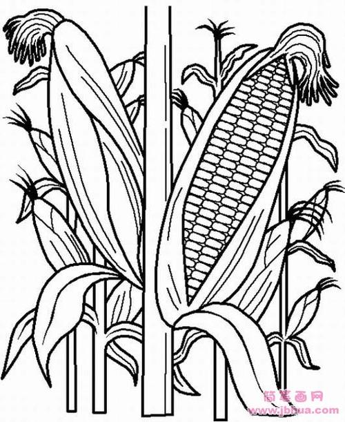 玉米秸秆的简笔画