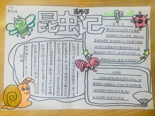 昆虫记昆虫档案手抄报 昆虫记手抄报