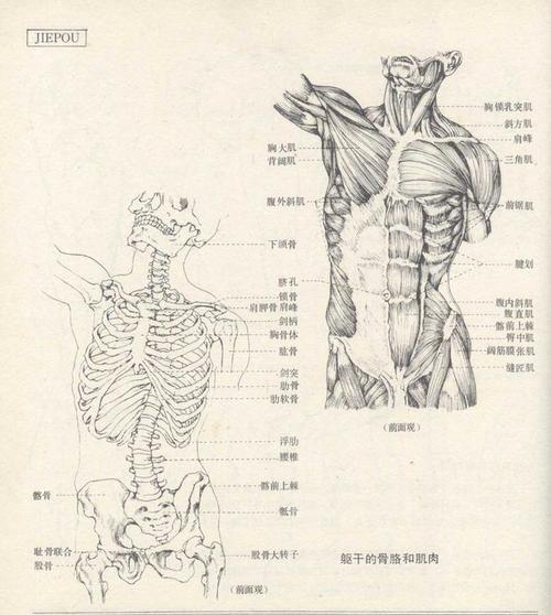 人体解剖图简笔画谱