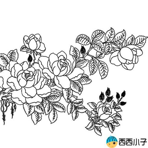 蔷薇花简笔画的图片植物简笔画格格手抄报