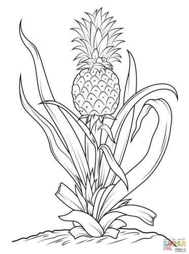 菠萝树儿童简笔画