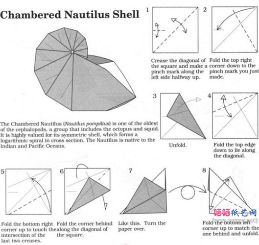 鹦鹉螺折纸图解教程一