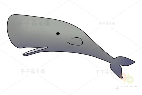 巨型乌贼大战抹香鲸简笔画