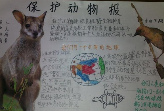 关于社区世界动物日的手抄报图片边框简单又漂亮