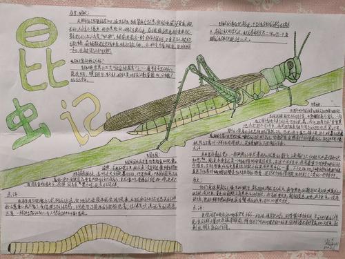 昆虫的史诗 苑陵中学八年级《昆虫记》手抄报展示