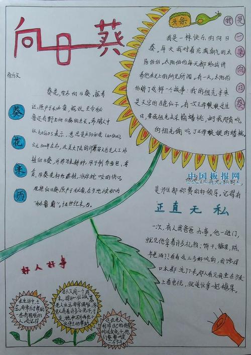 手抄报   日葵别名太阳花是一种可高达3米的大型一年生菊科向日葵