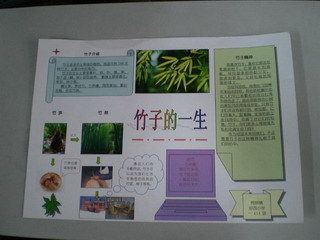 带有竹子的端午节手抄报 关于竹子的手抄报-蒲城教育文学网