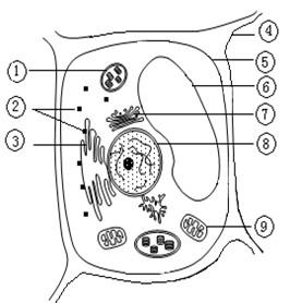 生物体细胞的画法图片