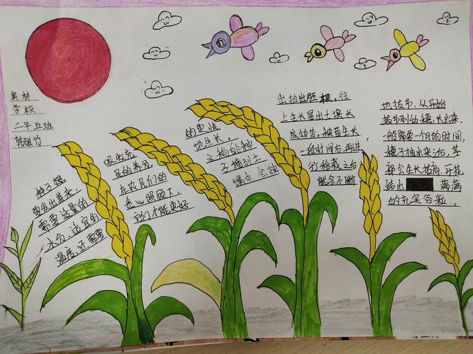 二年五班学生通过手抄报的形式了解了粮食的生长过程.