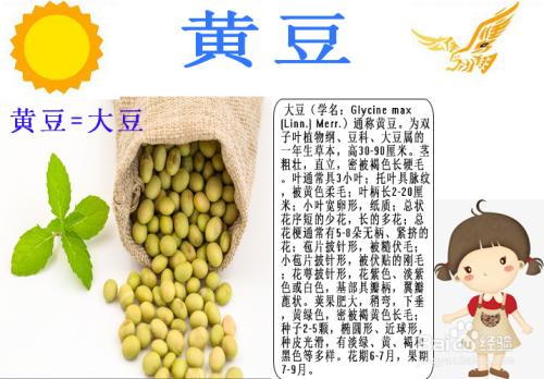 黄豆手抄报简单又漂亮豆的生长过程手抄报 党的生日手抄报植物的生长