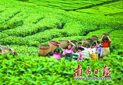 中国红茶之乡的手抄报 思乡的手抄报-蒲城教育文学网