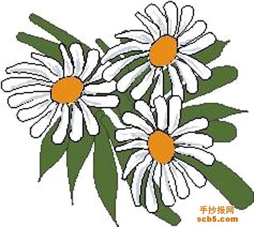 重阳节手抄报插画设计图片菊花