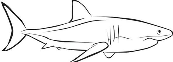 机械鲨鱼简笔画搞定图片