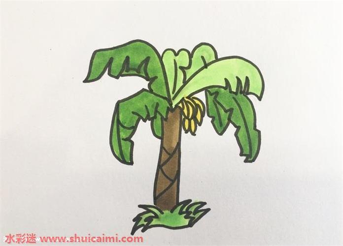 芭蕉树简笔画儿童画图片