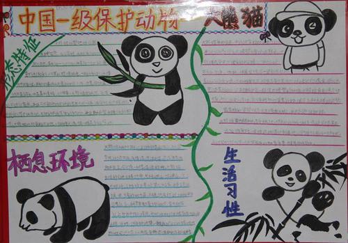 关于熊猫手抄报 关于手抄报