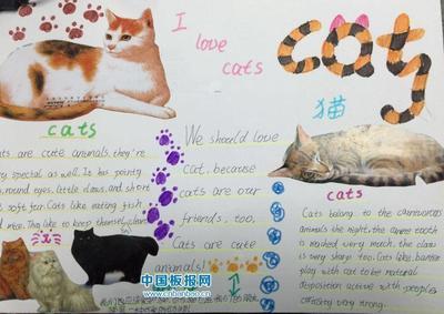 一年级关于猫的手抄报 一年级的手抄报-蒲城教育文学网