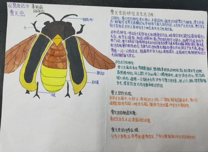 339班《昆虫记》手抄报作品展 写美篇          萤火虫是一种人见人爱