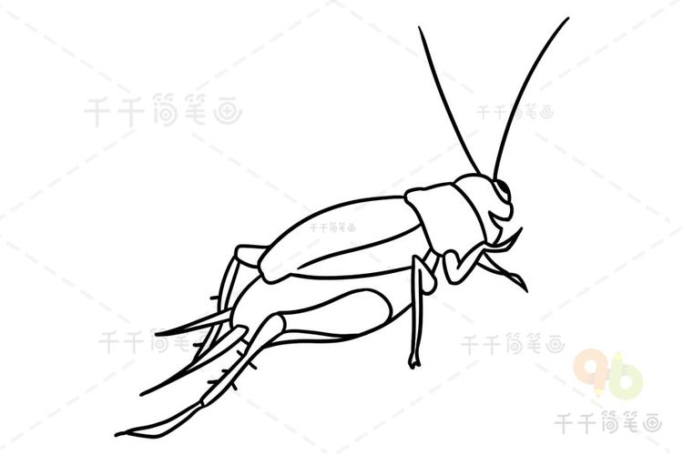 蟋蟀简笔画 涂色图片