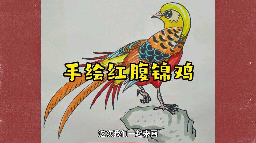 简笔画教程手绘红腹锦鸡凤凰的原形之一