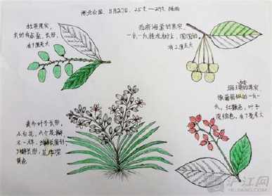 植物手抄报简单模板科学植物手抄报内容写什么手抄报植物成长记电子