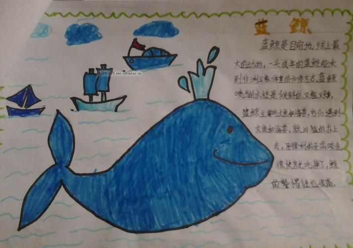 关于鲸鱼的手抄报 - 生物手抄报 - 老师板报网
