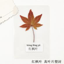 明信片贺卡塑封植物标本过塑真树叶干花学生幼儿园认识叶子 红枫叶