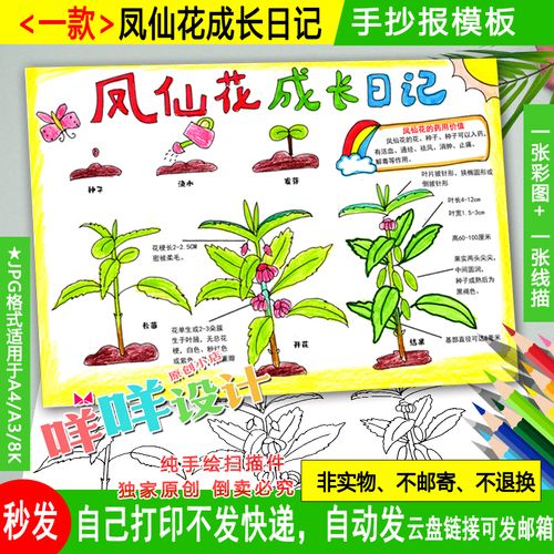 凤仙花成长日记小报黑白线描涂色空白学生植物自然笔记手抄报模板