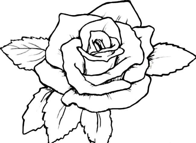 简笔玫瑰画法图片