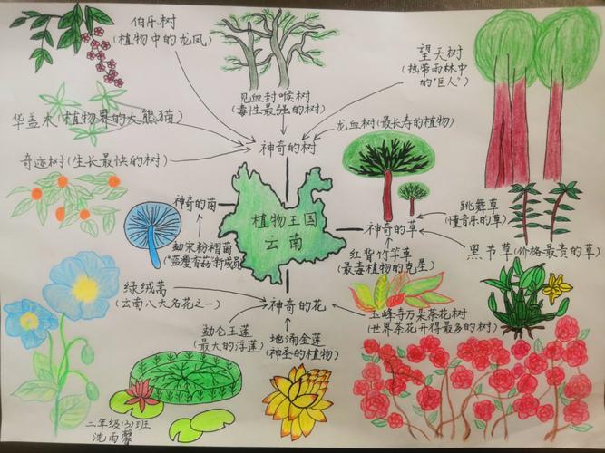 多彩的云南北附小二年级《云南奇异植物》队会优秀手抄报作品展