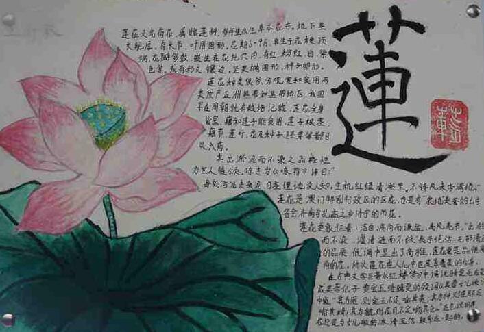 荷花的手抄报图片关于小莲花的手抄报花的手抄报有关古莲花池的手抄报