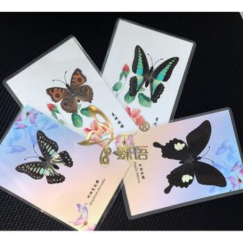 新品蝴蝶标本贺卡带卡片真生物教学蝴蝶卡片diy制作套装其他正方形