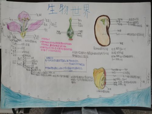 广南学校初一生物《花朵与种子的故事》手抄报比赛