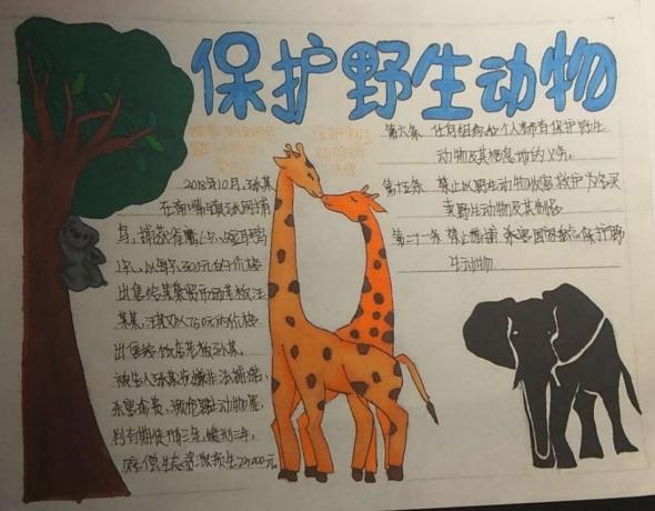 王辰同学的保护野生动物手抄报
