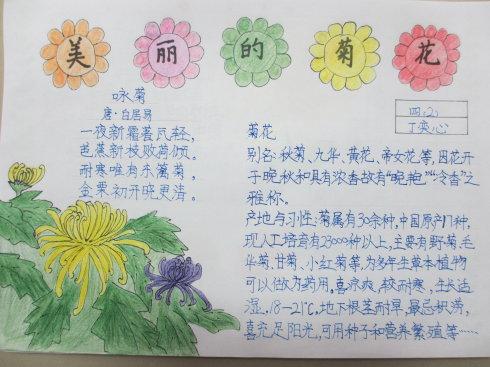 让孩子们双休日做一张关于菊花的手抄报吧.