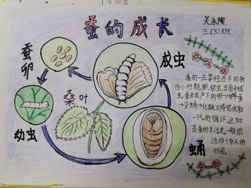 蚕的生长过程文字图片
