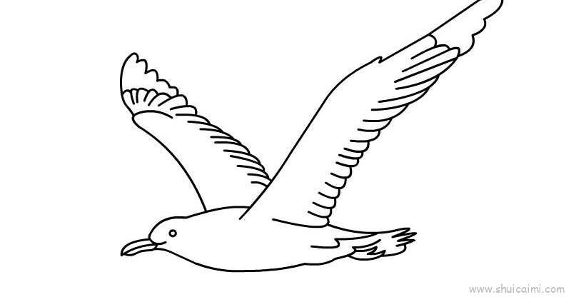 海鸥简笔画教程海鸥简笔画步骤海鸥简笔画怎么画自由飞翔的海鸥简笔画