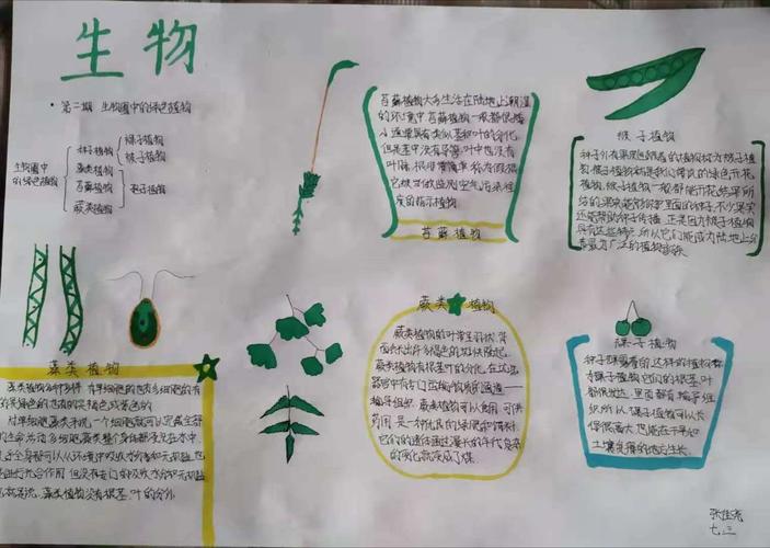 科尔沁区实验初中七年三班生物手抄报主题内容《生物圈中的绿色植物》