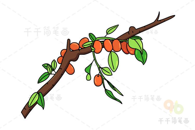 枣树简笔画法图片