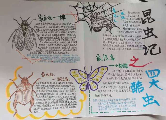 同学们做的《昆虫记》手抄报   认真的人最美