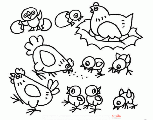 母鸡孵小鸡的简笔画画