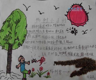 我爱白杨树手抄报关于白杨树的小报小学生杨树手抄报内容我爱白杨树